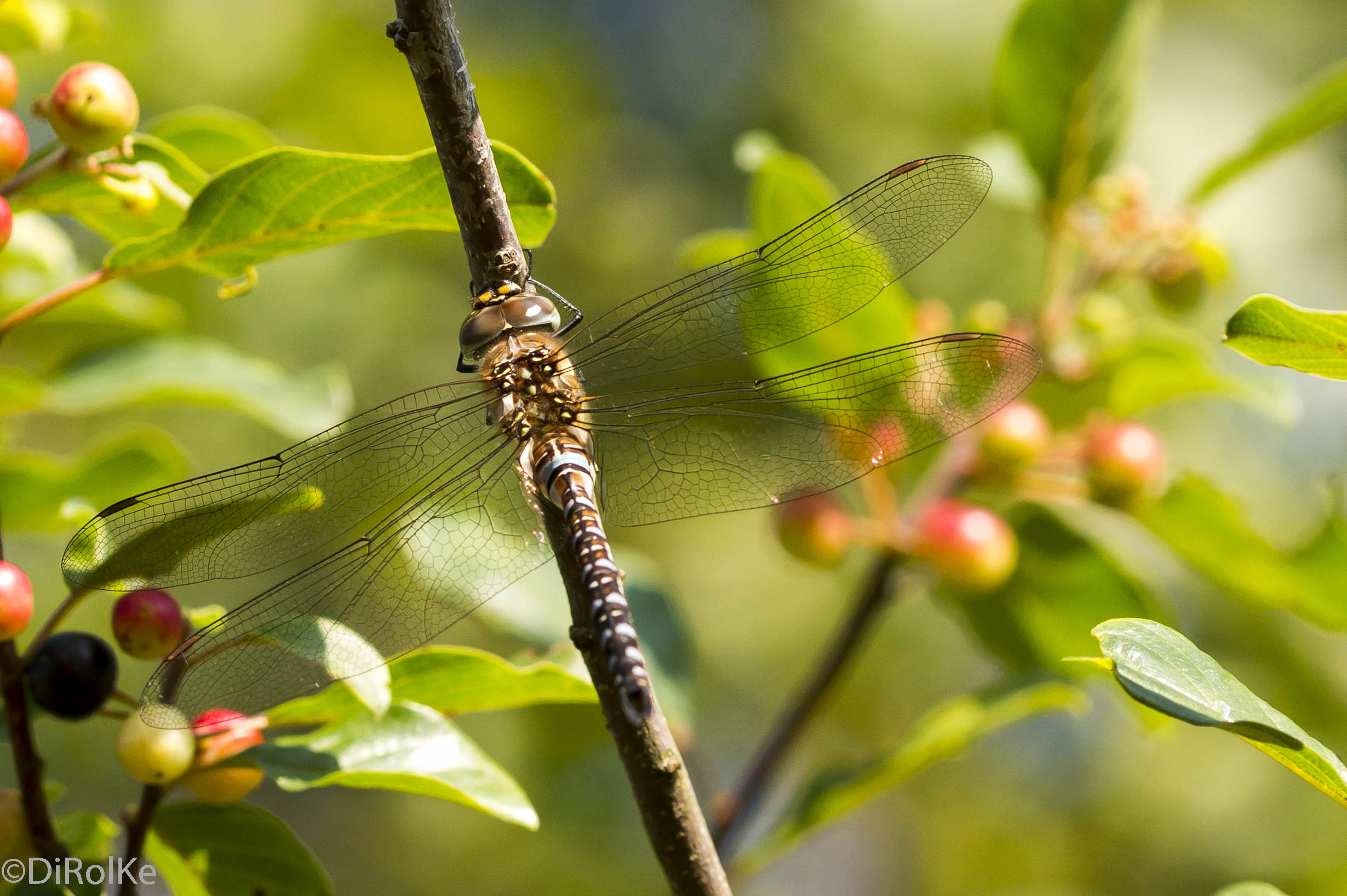 Libelle