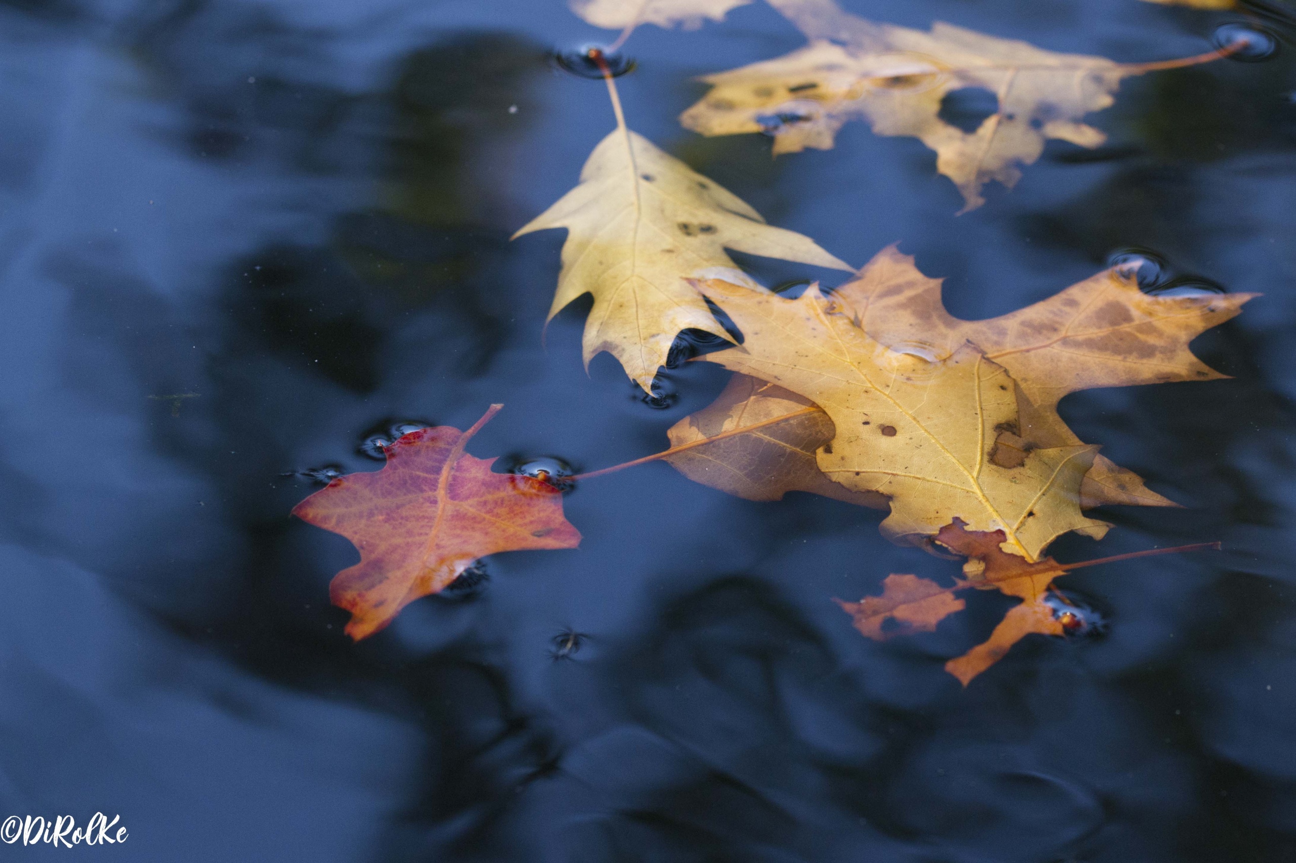 Herfst bladeren