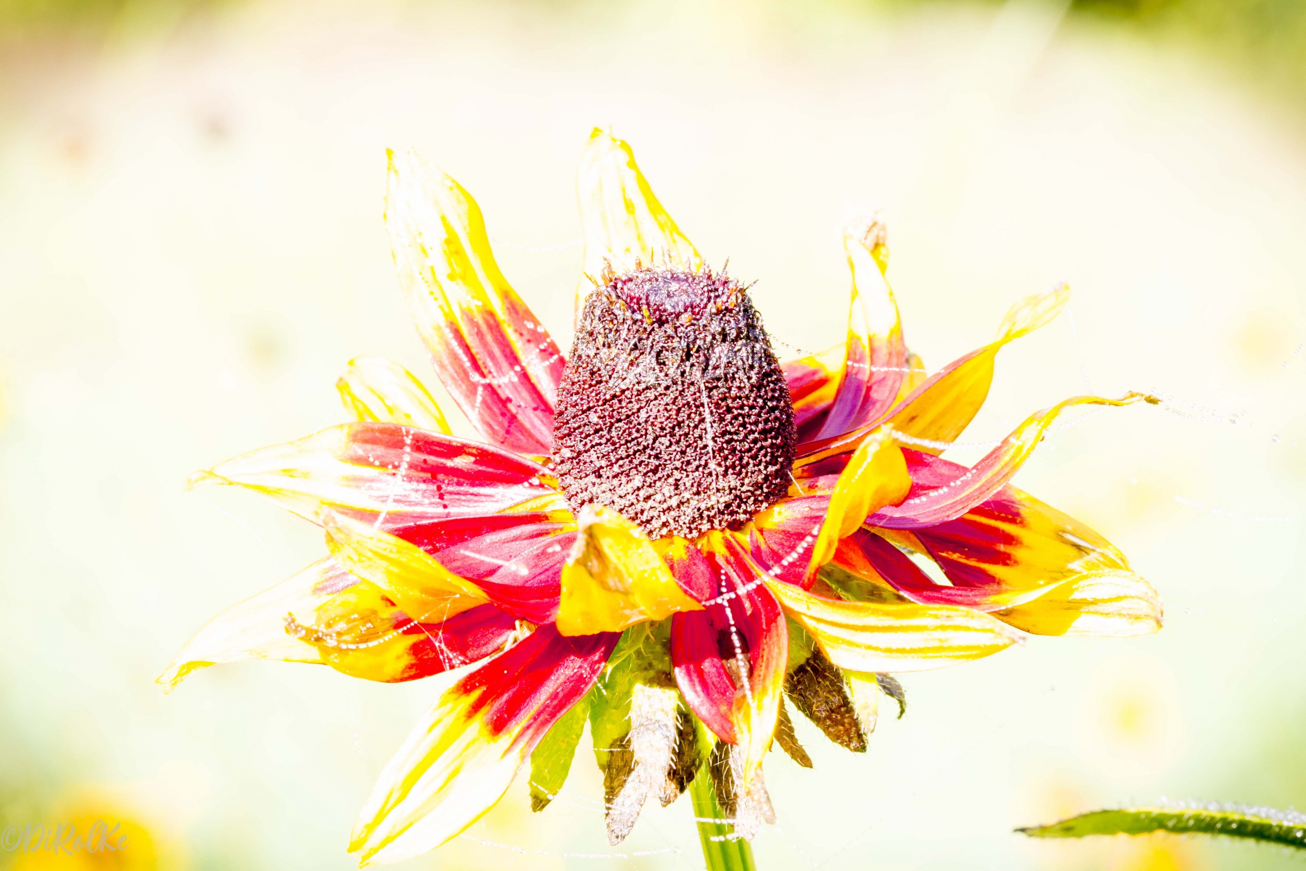 Herfst bloem