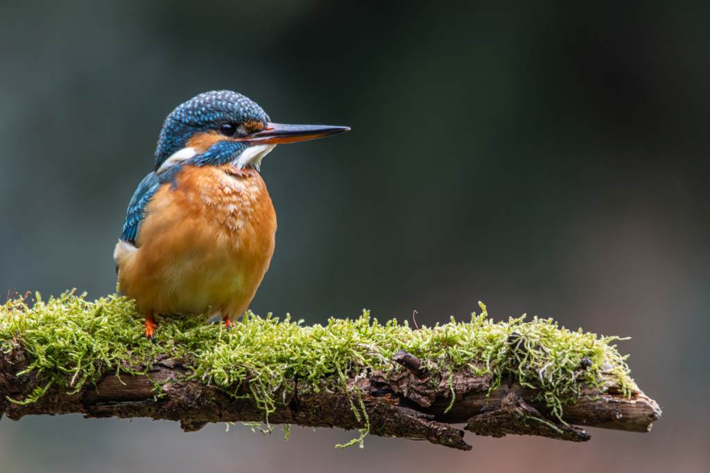 Ijsvogel