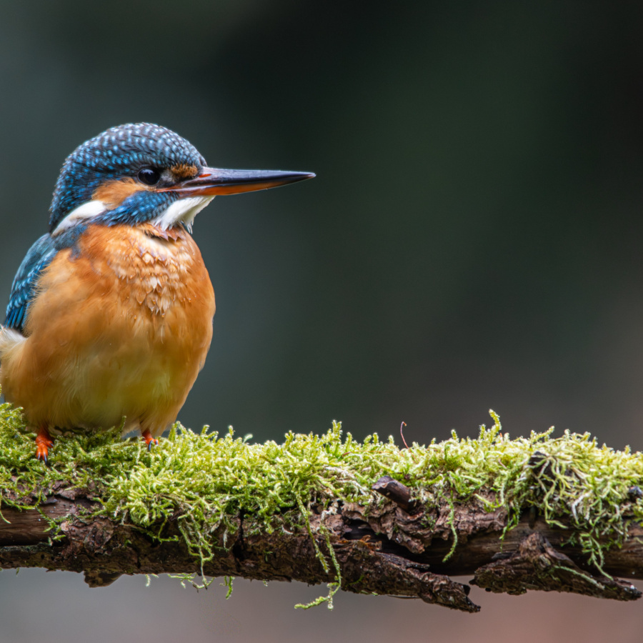 Ijsvogel