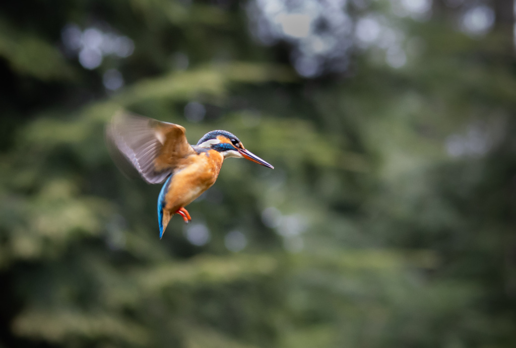 Ijsvogel