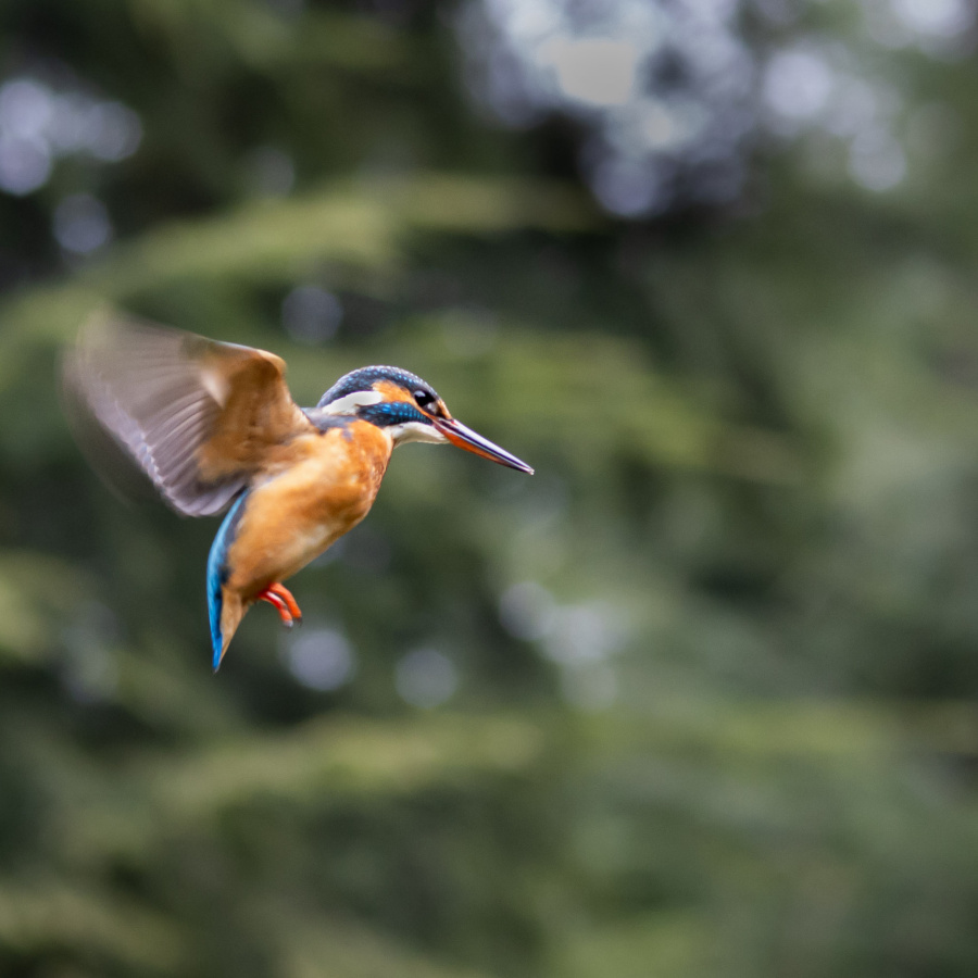 Ijsvogel